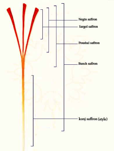 tipos del Azafran